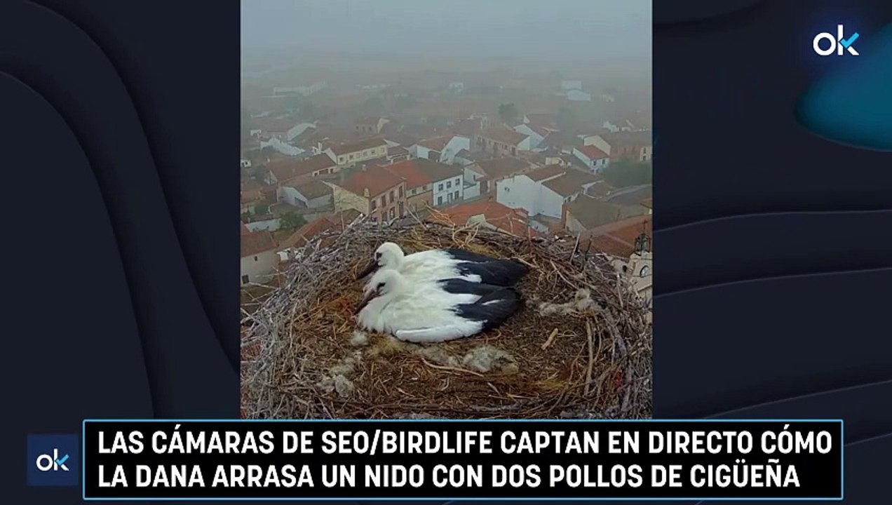 Las cámaras de SEO/BirdLife captan en directo cómo la DANA arrasa un nido con dos pollos de cigüeña