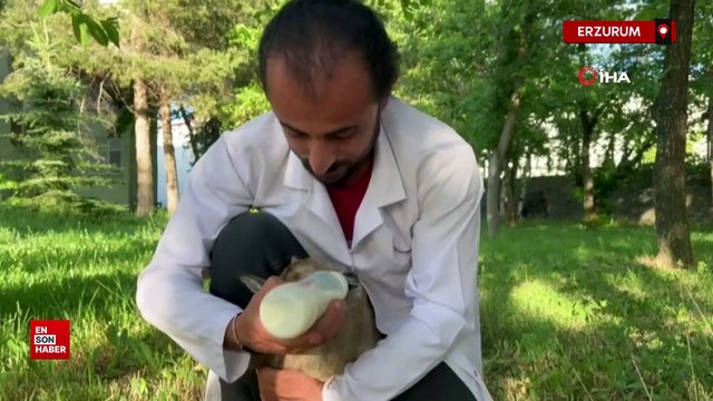 Erzurum'da yaban keçilerinin süt kardeşliği
