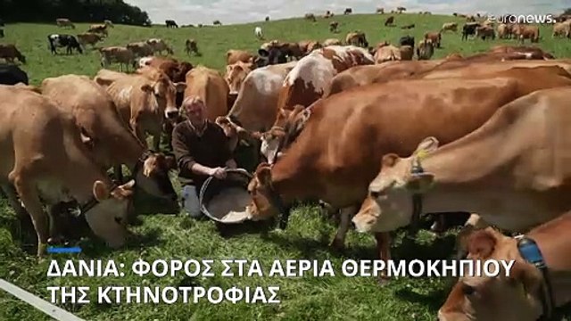 Δανία: Φόρος στους κτηνοτρόφους για τα αέρια του θερμοκηπίου που παράγουν τα ζώα τους