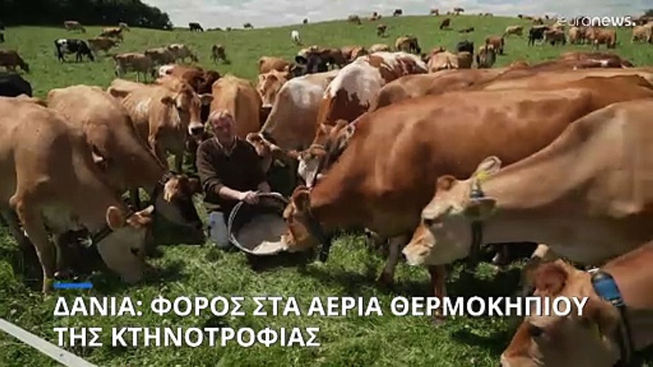 Δανία: Φόρος στους κτηνοτρόφους για τα αέρια το...