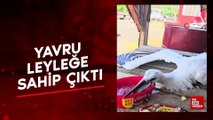 Iğdır'da yavru leyleğe sahip çıktı