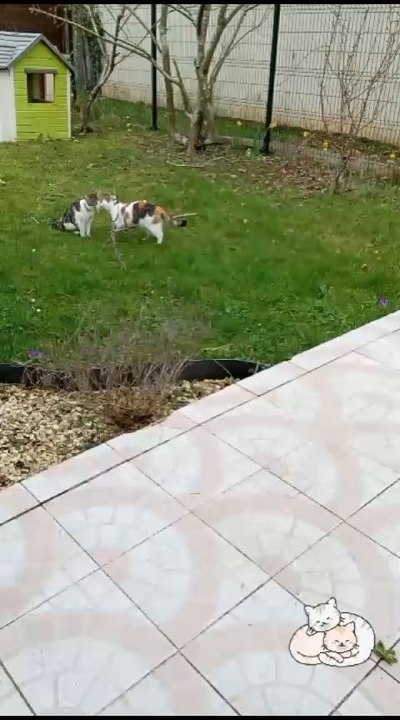 "love is in air !!My cats are the purr-fect couple, snuggling up like a scene from a romantic movie. 