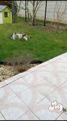 "love is in air !!My cats are the purr-fect couple, snuggling up like a scene from a romantic movie. 