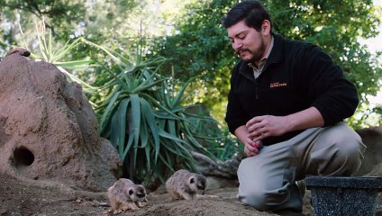 These Meerkats Are Learning Some New Tricks!!
