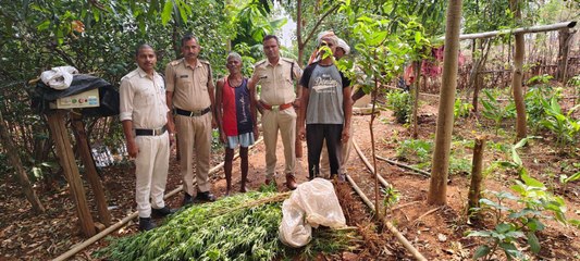 घर के पीछे लहलहा रहे थे गांजे के पेड़, पुलिस ने किया जब्त