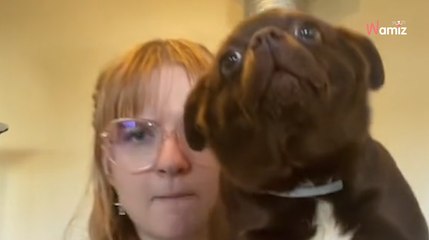 « Staffahuahua » ou « Chihuaffy » : elle présente son toutou devant 141K personnes stupéfaites (vidéo)