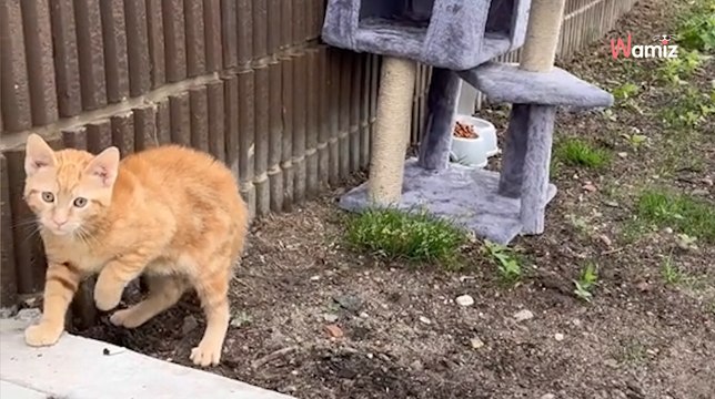 Ils déposent un arbre à chat devant l'immeuble : 562K internautes n'osent pas croire ce qui remue sous leurs yeux (vidéo)