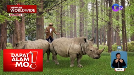Mga babaeng rhinos, bakit 24 oras na binabantayan? | Dapat Alam Mo!