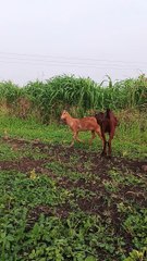 Goat fight against another Goat 