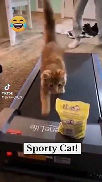 SPORTY CAT  - #funny #funnyfails #funnyvideo #humor #humour #humormemes #fails