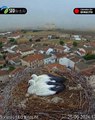 Dos pollos de cigüeña salen despedidos por una tormenta en Madrigal de las Altas Torres,