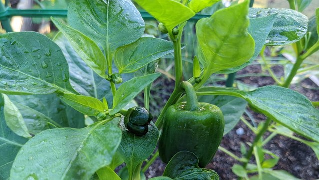 7 Mistakes That Are Ruining Your Pepper Crop—and How to Fix Them