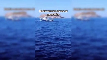 Baleia se enrosca em cabo e arrasta barco em arraial do cabo