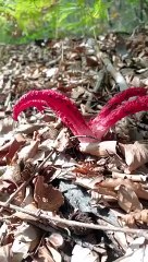 Quantification by Allah TaAlla