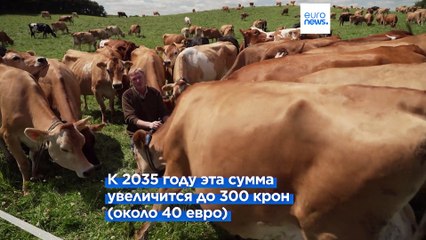 Датских животноводов обложат налогом за парниковые газы, выделяемые скотом