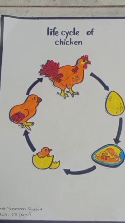 Lift cycle of chicken drawing// life cycle of hen## #drawing
