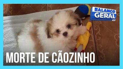 Xerife do Consumidor: Pet shop devolve dinheiro de consumidora após cachorro morrer