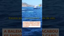 Baleia se ‘enrosca’ em cabo de âncora e assusta pescadores no Rio de Janeiro #shorts