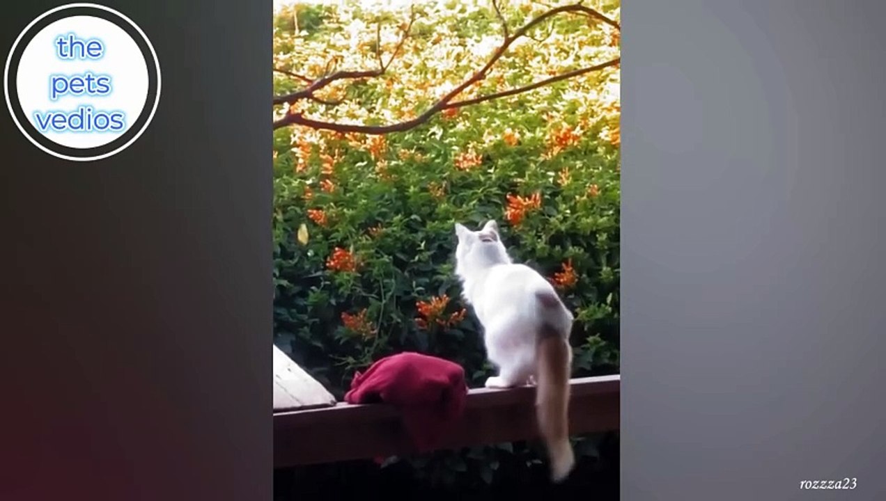 Funniest Cats That Will Make You Laugh  Funny Cats 2024