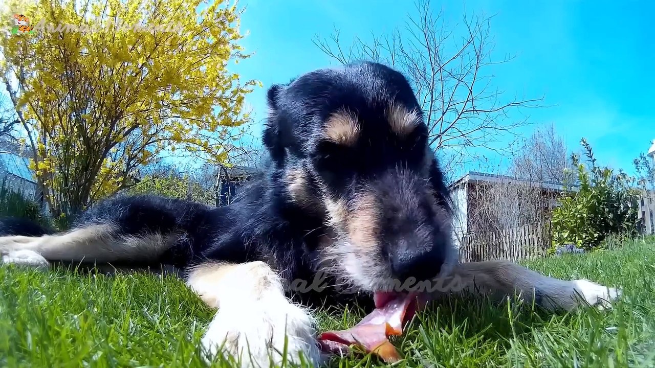 Familiar animals: pig, buffalo, chicken, cat, dog - Animal sounds