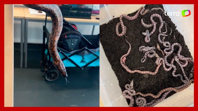 Jiboia 'Ronaldo' surpreende ao parir 14 filhotes mesmo sem ter contato com outras cobras há 9 anos