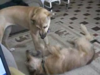 Tequila et Cannelle avril 2008