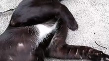 PET'S ARE FAMILY ! 
