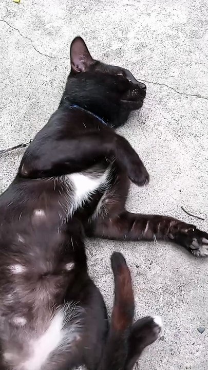 PET'S ARE FAMILY ! 