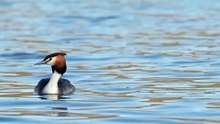 The Great Crested Grebe: Close Up HD Footage (Podiceps cristatus)