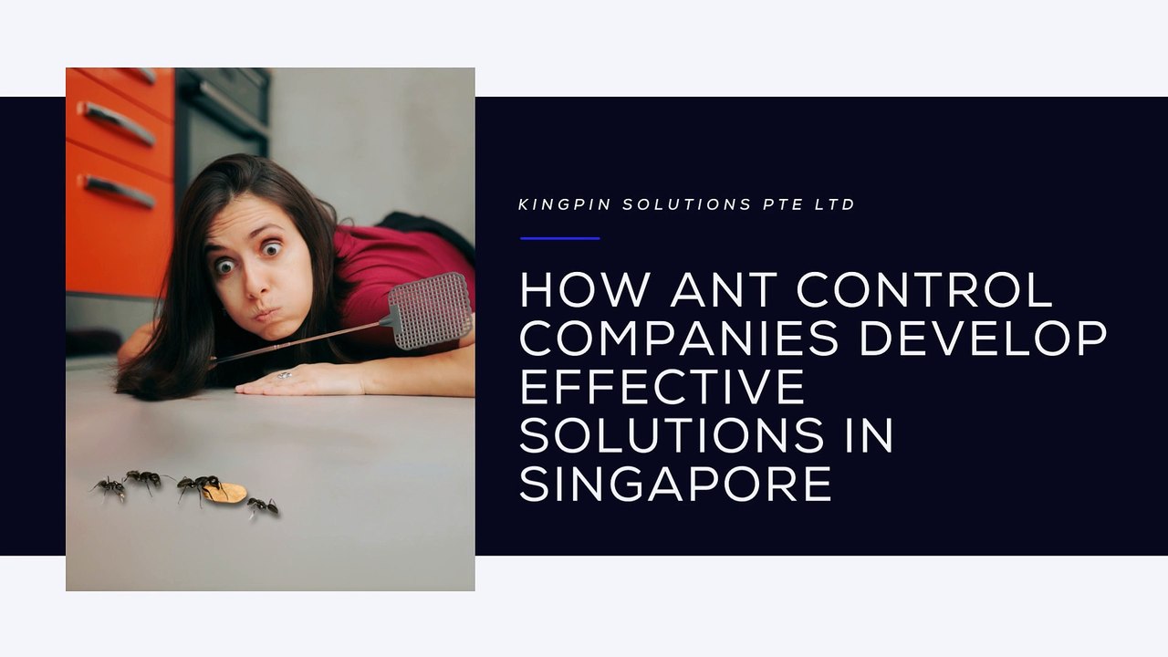 Kingpin Solutions Pte Ltd - How Ant Control Companies Develop Effective Solutions in Singapore