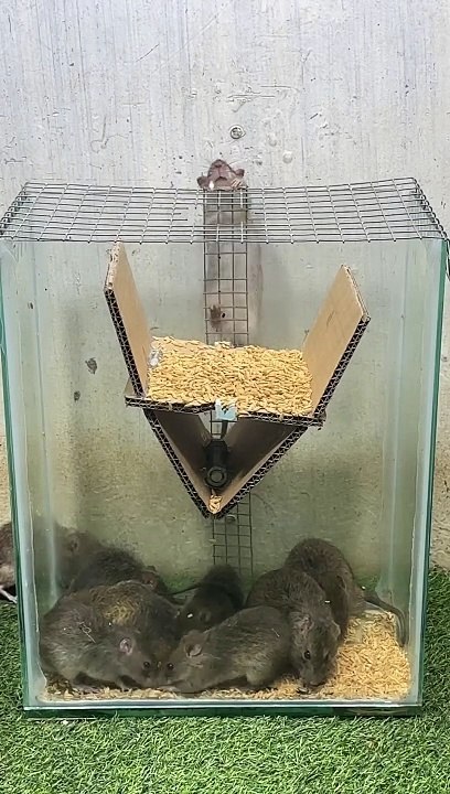 Best home mouse trap⁄best mouse trap idea #mousetrap #mouse #mousetrap2022 (1920p_30fps_H264-128kbit_AAC)