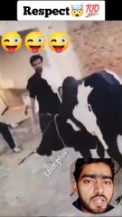 Dangerous cow #respectshorts #funny #shorts #respect