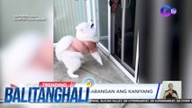Aso, excited na inaabangan ang kaniyang kalarong aso | Balitanghali