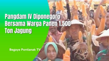Tentara Dari Kodam IV Diponegoro Panen 1 500 Ton Jagung Bersama Masyarakat