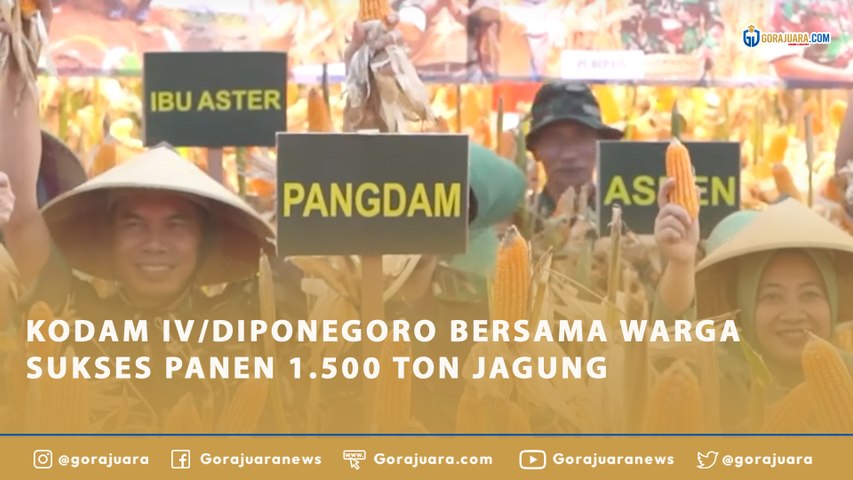 KODAM IV/DIPONEGORO BERSAMA WARGA SUKSES PANEN 1.500 TON JAGUNG