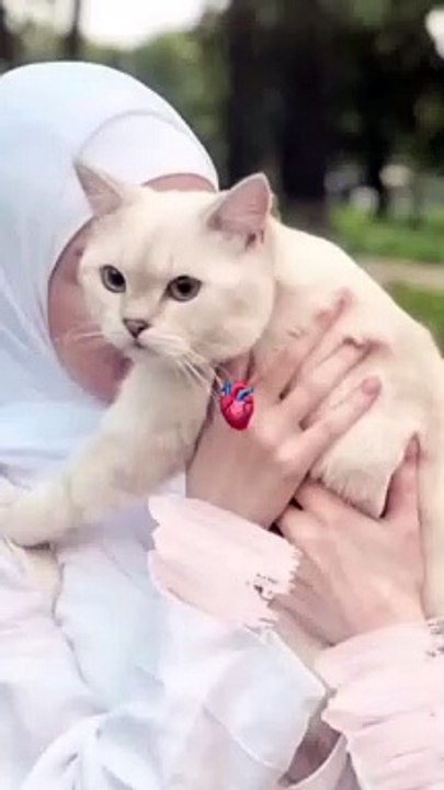Muslim cat lover video
