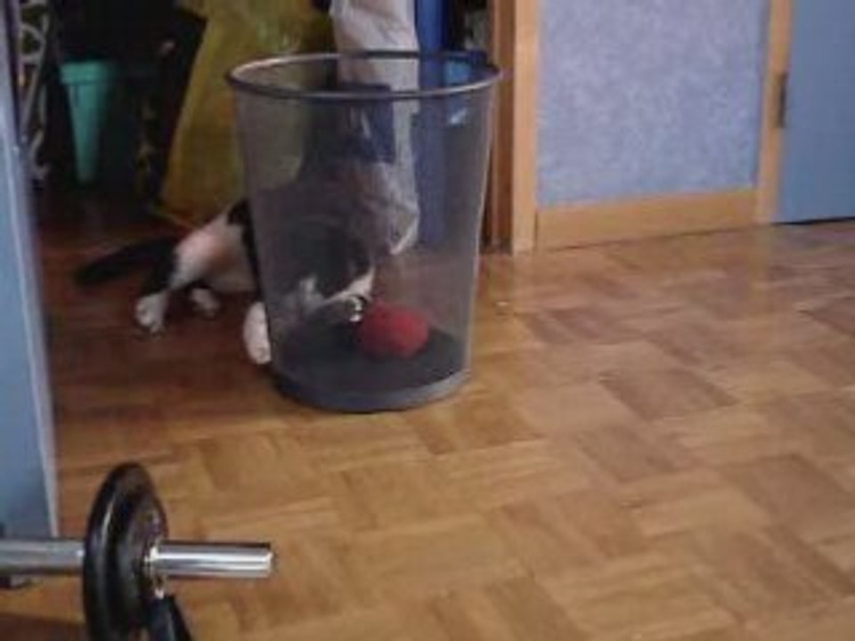 Cali le chat