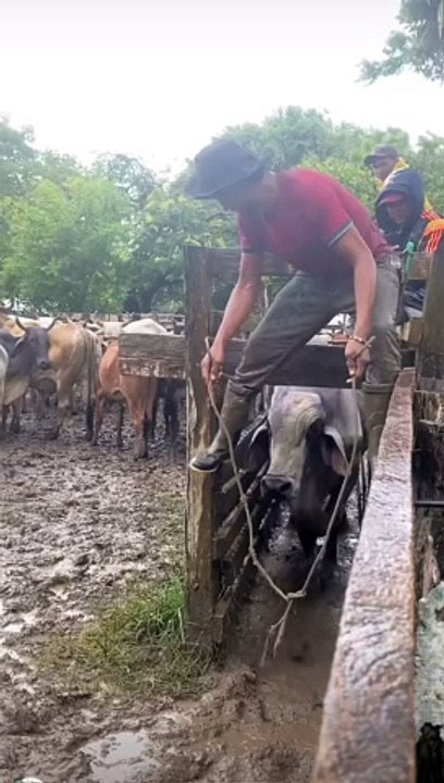 a funny video about cow boy laugh with sirshahbazstudio