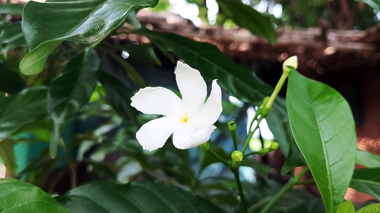 Indian Flowers
