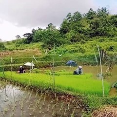 Rice planting season