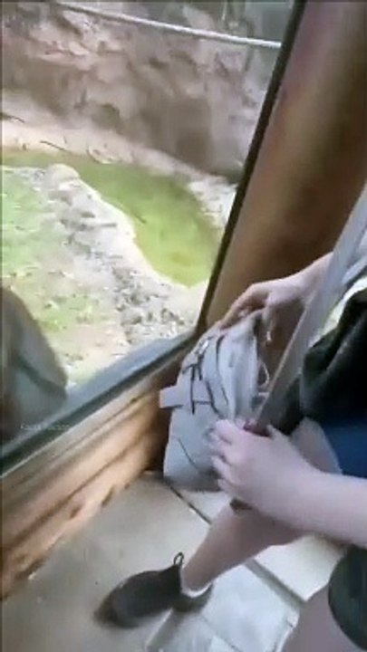 This Chimpanzees is so Clever //short