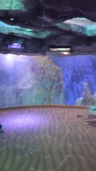 aquarium saint malo