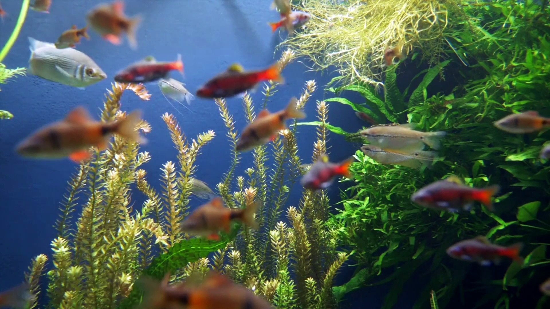 4k Ocean Animals | Underwater Animals Beautifull fishes | Sea Animals  Sound