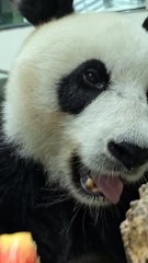 "Adorable Panda Cub Playing in the Snow | Must-Watch!"