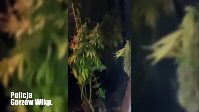 Gazeta Lubuska. Gorzów Wlkp. Policjanci na tropie plantacji konopi