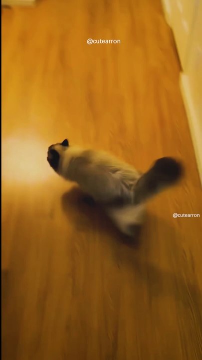 Quand le distributeur de croquettes se déclenche #chat