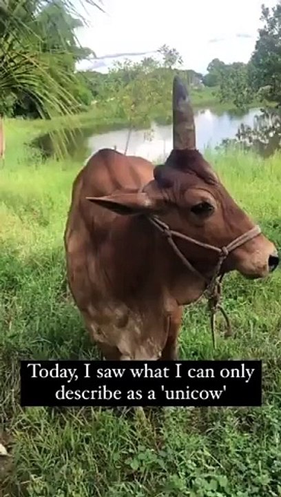 Unicow The Cow Has Only One Horn