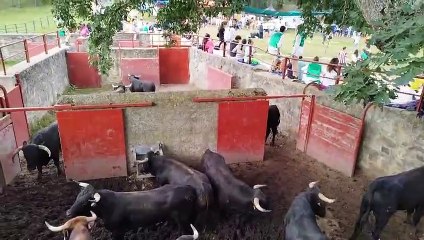 Toros Saca