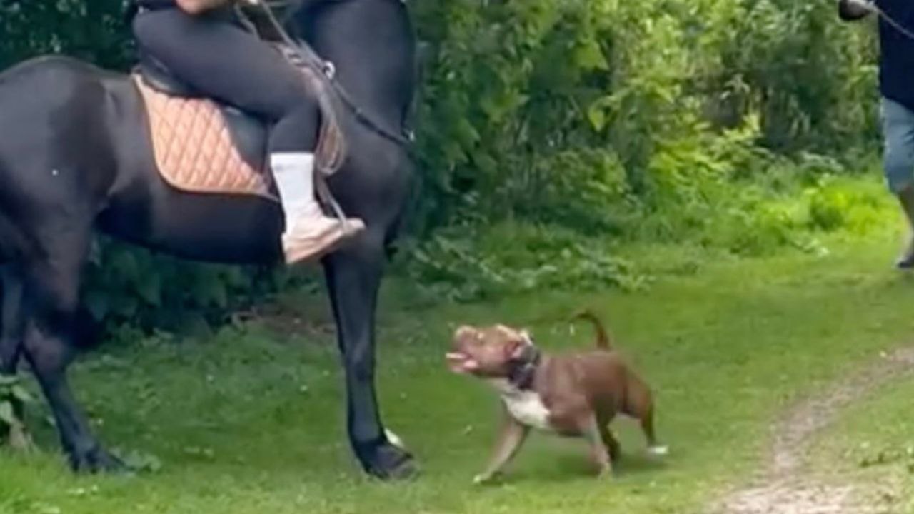 Hund ohne leine jagt pony, während mama reitet