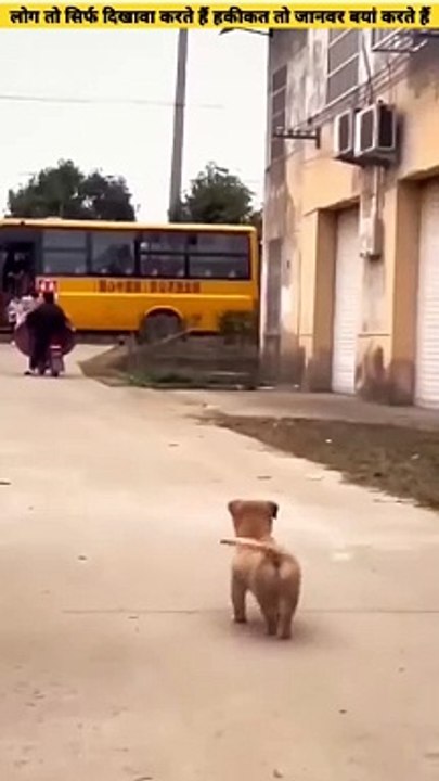 Dog -BabyPuppy Friendship Love React-तेरे जैसा यार कहां #shorts #insaniyat #dog #puppy #shortvideo